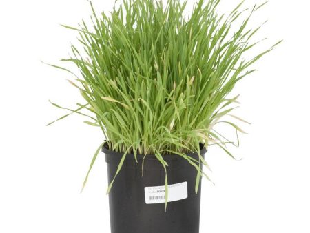 Cereal Rye Seed (Cold Hardy) (lb) Online now