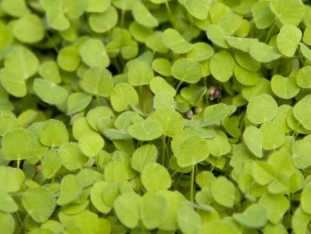 Subterranean Clover Mix - Nitrocoated Seed (lb) For Discount