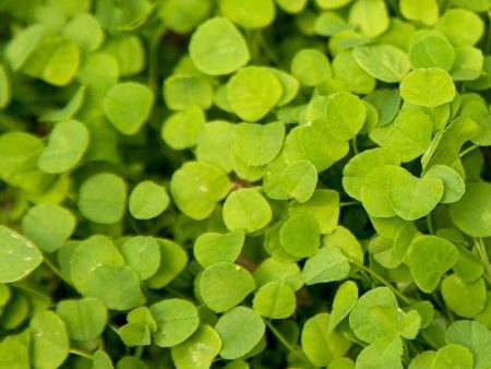 Peaceful Valley Low-Growing Clover Mix - Nitrocoated Seed (lb) For Discount