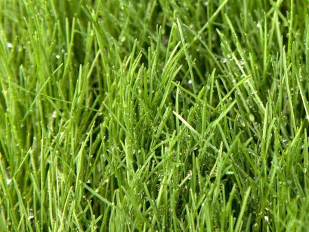 Fescue, Covar Sheep Seed (lb) For Cheap