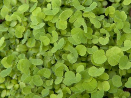 Doublecut Red Clover - Nitrocoated Seed (lb) on Sale