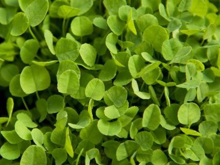 Dutch White Clover - Nitrocoated Seed (lb) Hot on Sale