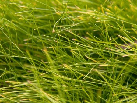 Molate Fescue Native Grass  Seed (lb) Discount