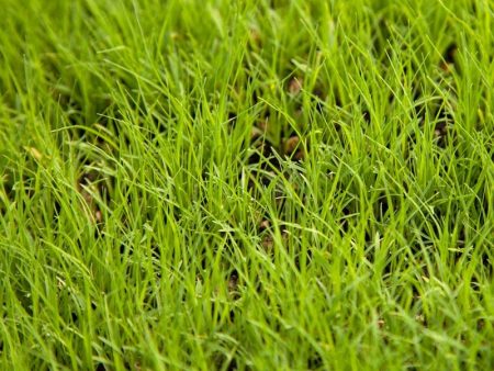 Buffalo Grass Seed (lb) Online Sale