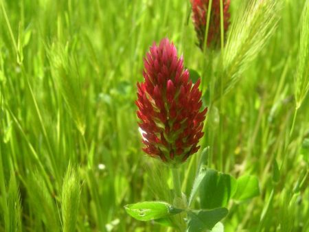 Crimson Clover - Nitrocoated Seed (lb) Hot on Sale