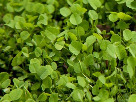 Ladino White Clover - Nitrocoated  Seed (lb) Sale